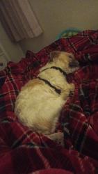 Lost Male Dog last seen Near w 51st dr s indianapolis in 46254, Indianapolis, IN 46254