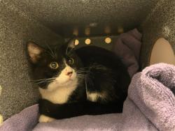 Shelter Stray Unknown Cat last seen Near BLOCK TUTT BLVD, COLORADO SPRINGS, CO 80923, 610 Abbot Ln, Colorado Springs, CO 80905, USA