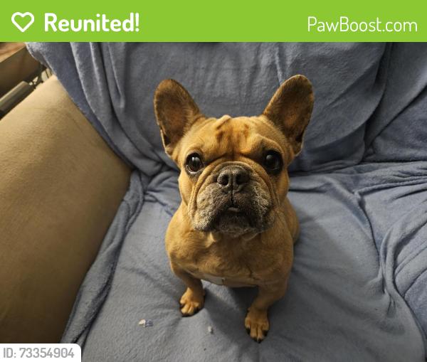 Reunited Female Dog last seen Radcliffe and Anderson between Save Mart and United Methodist Church, Davis, CA 95616