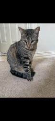Lost Female Cat last seen Fairfield & sunrise Drive, Shoreacres, TX 77571