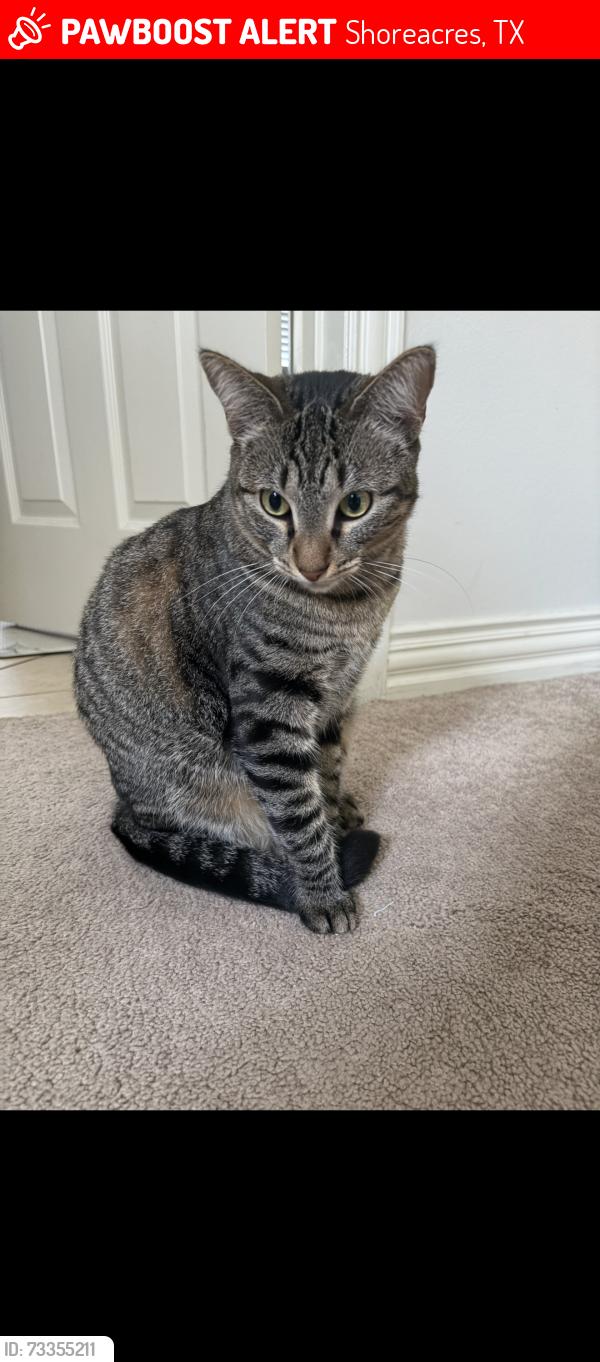 Lost Female Cat last seen Fairfield & sunrise Drive, Shoreacres, TX 77571