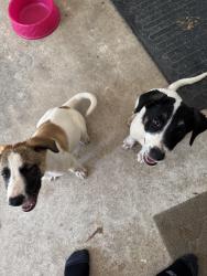Found/Stray Unknown Dog last seen Keenen cut off, Montgomery County, TX 77316