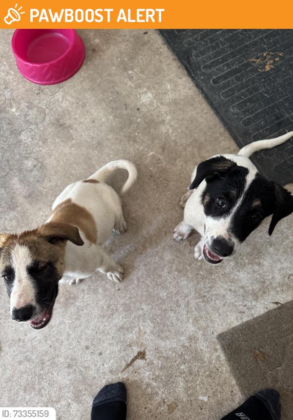Found/Stray Unknown Dog last seen Keenen cut off, Montgomery County, TX 77316