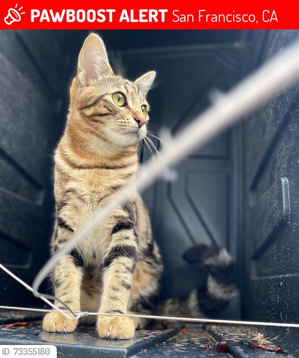 Lost Male Cat last seen Clifford terrace, San Francisco, CA 94117