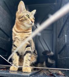 Lost Male Cat last seen Clifford terrace, San Francisco, CA 94117