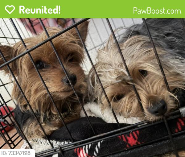 Reunited Female Dog last seen Biddson & W. Berry st, Fort Worth, TX 76110