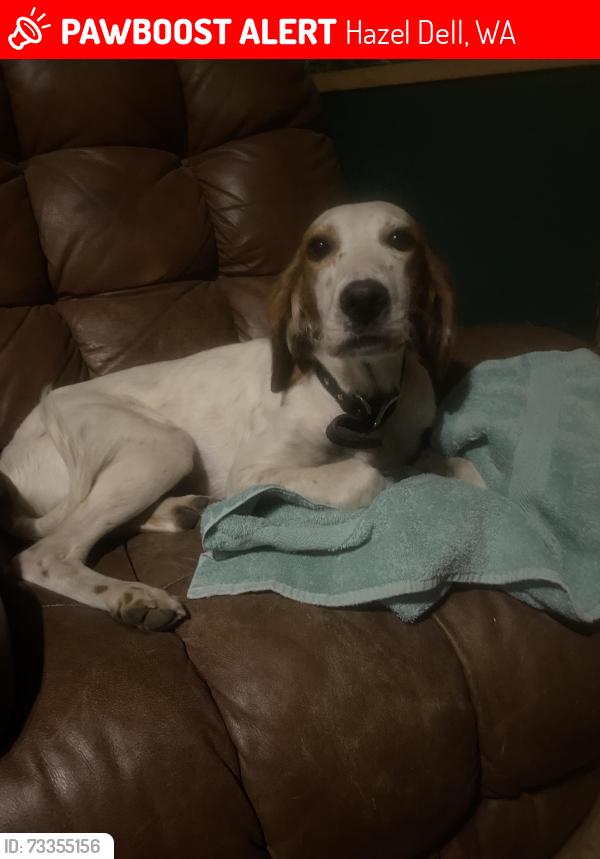 Lost Female Dog last seen 78th st and 16th ave, Hazel Dell, WA 98665