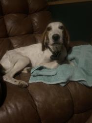 Lost Female Dog last seen 78th st and 16th ave, Hazel Dell, WA 98665