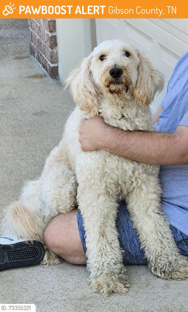 Found/Stray Male Dog last seen Baseline Rd, Gibson County, TN 38389