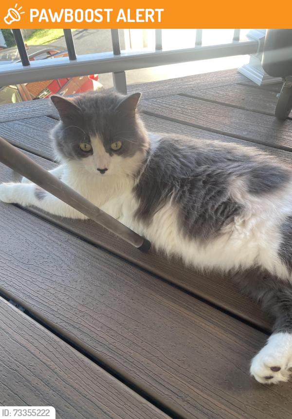 Found/Stray Unknown Cat last seen Laurie Drive, Penn Hills Municipality, PA 15235