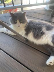 Found/Stray Unknown Cat last seen Laurie Drive, Penn Hills Municipality, PA 15235