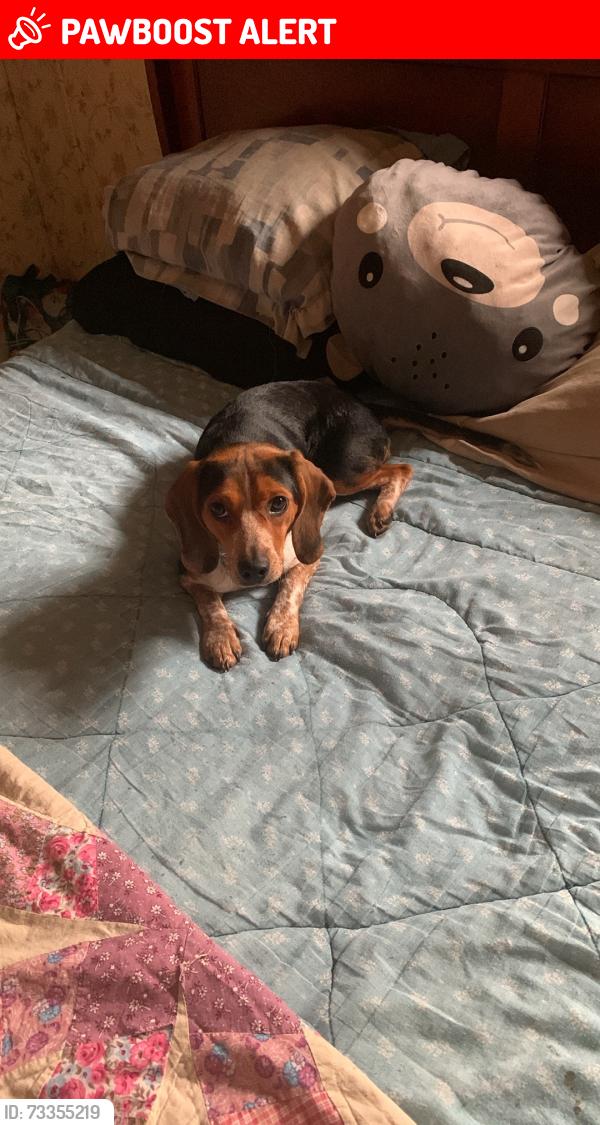 Lost Female Dog last seen Near Boones Cave Park, Davidson County, NC 27295
