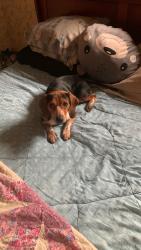 Lost Female Dog last seen Near Boones Cave Park, Davidson County, NC 27295
