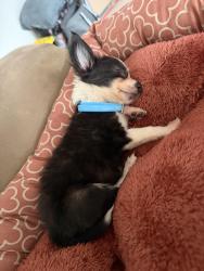 Found/Stray Female Dog last seen Idk, New Port Richey, FL 34652