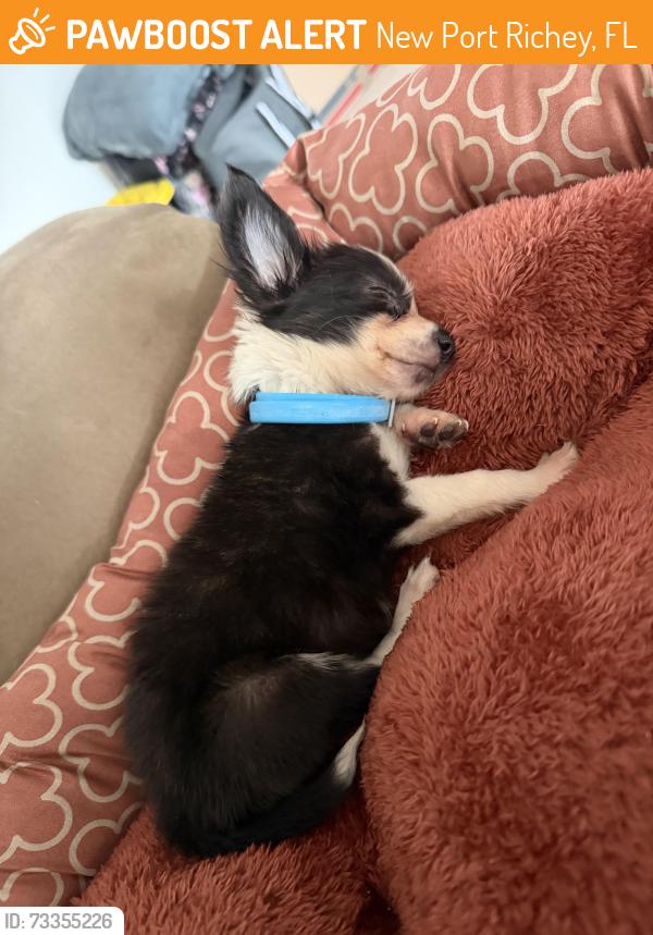 Found/Stray Female Dog last seen Idk, New Port Richey, FL 34652