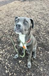 Shelter Stray Female Dog last seen Near Tulip Dr, 30032, GA, 3280 Chamblee Dunwoody Rd, Chamblee, GA 30341, USA