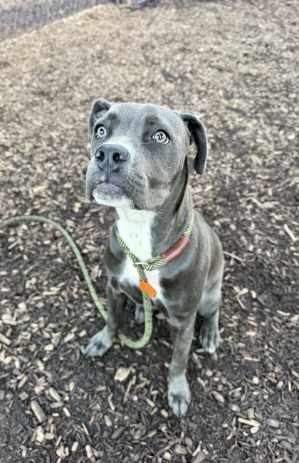 Shelter Stray Female Dog last seen Near Tulip Dr, 30032, GA, 3280 Chamblee Dunwoody Rd, Chamblee, GA 30341, USA