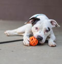 Shelter Stray Female Dog last seen Near Marbut Rd, 30058, GA, 3280 Chamblee Dunwoody Rd, Chamblee, GA 30341, USA