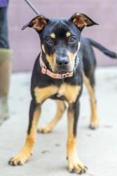 Shelter Stray Female Dog last seen Near Misty Waters Drive, 30032, GA, 3280 Chamblee Dunwoody Rd, Chamblee, GA 30341, USA