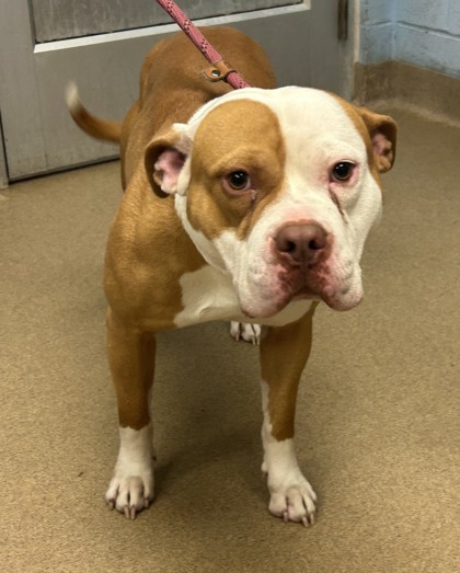 Shelter Stray Male Dog last seen Near Turner Hill Rd, Stonecrest, GA 30038, 30038, GA, 3280 Chamblee Dunwoody Rd, Chamblee, GA 30341, USA