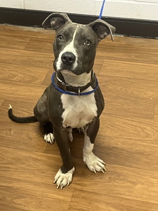 Shelter Stray Male Dog last seen Near Pecue, 70810, LA, 2550 Gourrier Ave, Baton Rouge, LA 70820, USA