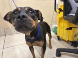 Shelter Stray Female Dog last seen Near Cr. 130, Williamson County, TX, 1855 SE Inner Loop, Georgetown, TX 78626, USA