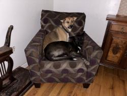 Reunited Female Dog last seen Near 4th Ave & 3rd St, Sacramento, CA 95817