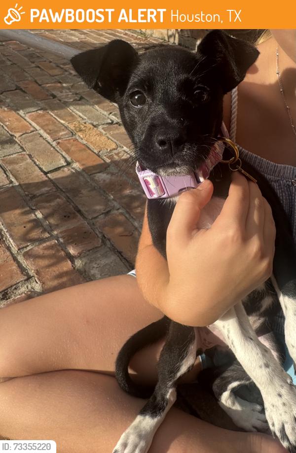Found/Stray Female Dog last seen Timber Village Dr and Terrace Oaks, Houston, TX 77068