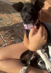 Found/Stray Female Dog last seen Timber Village Dr and Terrace Oaks, Houston, TX 77068