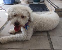 Found/Stray Female Dog last seen Ynez and Adobe, Monterey Park, CA 91755