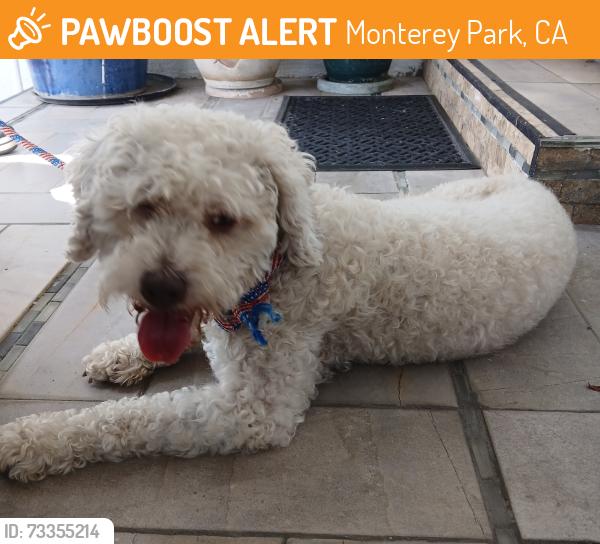 Found/Stray Female Dog last seen Ynez and Adobe, Monterey Park, CA 91755