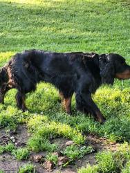 Reunited Male Dog last seen Palomar, West Sacramento, CA 95691