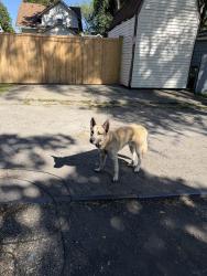 Found/Stray Male Dog last seen Brookside Pkwy South Dr. between Dearborn and Lasalle, Indianapolis, IN 46201