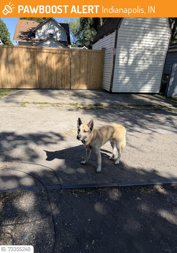 Found/Stray Male Dog last seen Brookside Pkwy South Dr. between Dearborn and Lasalle, Indianapolis, IN 46201