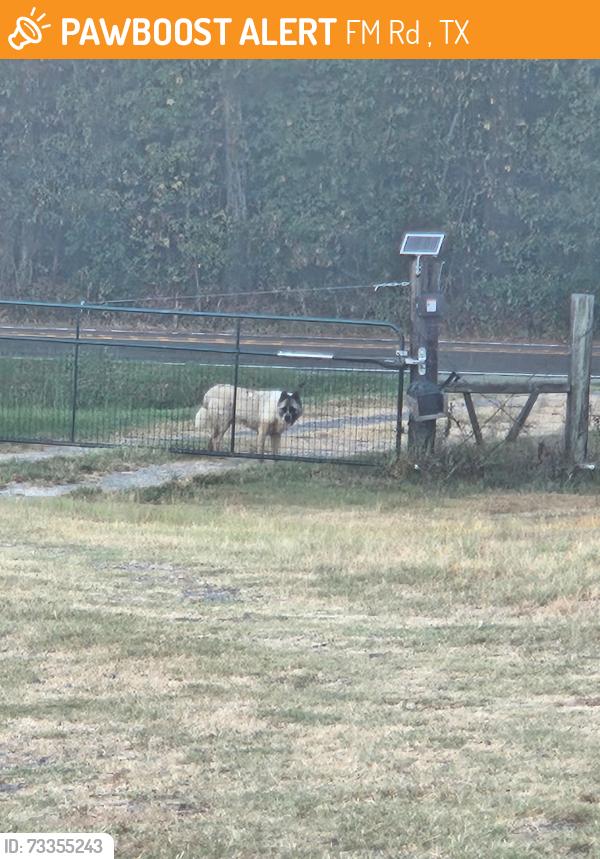 Found/Stray Female Dog last seen Fm 16 e winona tx, FM Rd 16, TX 75771