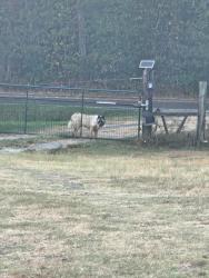 Found/Stray Female Dog last seen Fm 16 e winona tx, FM Rd 16, TX 75771