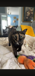 Reunited Female Cat last seen Sarah’s Way, Highway 81, Jonesborough, TN 37659