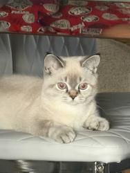 Reunited Female Cat last seen Near NE 25th Ave, Fort Lauderdale, FL 33308, USA, Fort Lauderdale, FL 33308