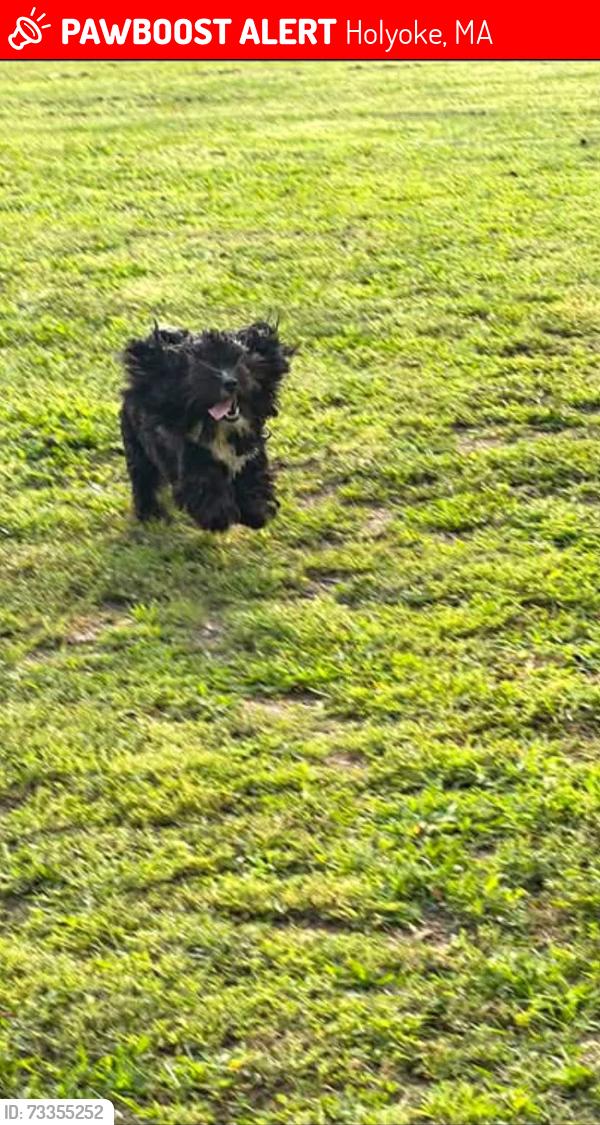 Lost Male Dog last seen N east st Holyoke, Holyoke, MA 01040