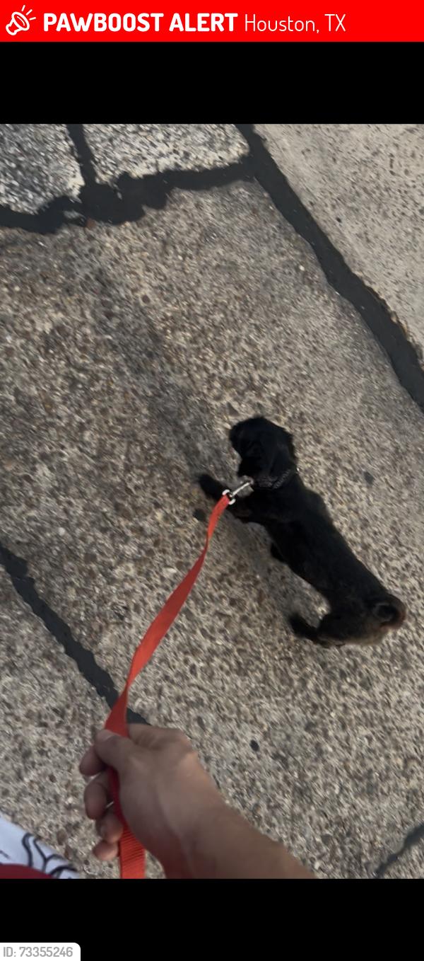 Lost Female Dog last seen The crossings apmt, Houston, TX 77092