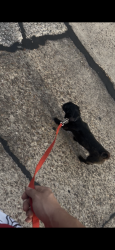 Lost Female Dog last seen The crossings apmt, Houston, TX 77092