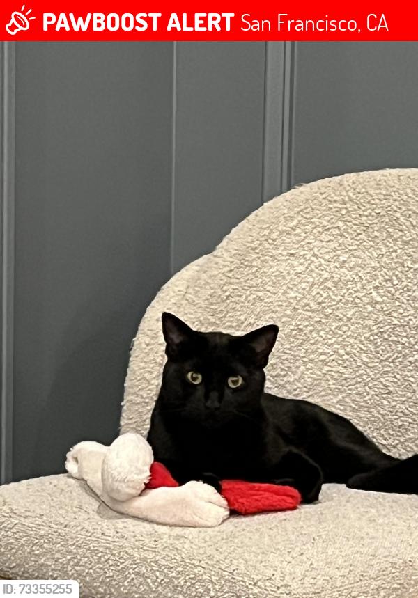 Lost Male Cat last seen Broderick, San Francisco, CA 94117