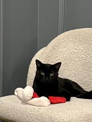 Lost Male Cat last seen Broderick, San Francisco, CA 94117
