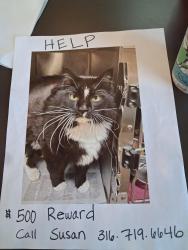 Lost Male Cat last seen 8th street and North Oliver, Wichita, KS 67208