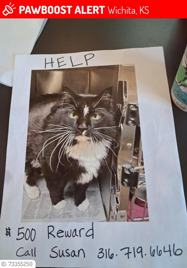 Lost Male Cat last seen 8th street and North Oliver, Wichita, KS 67208