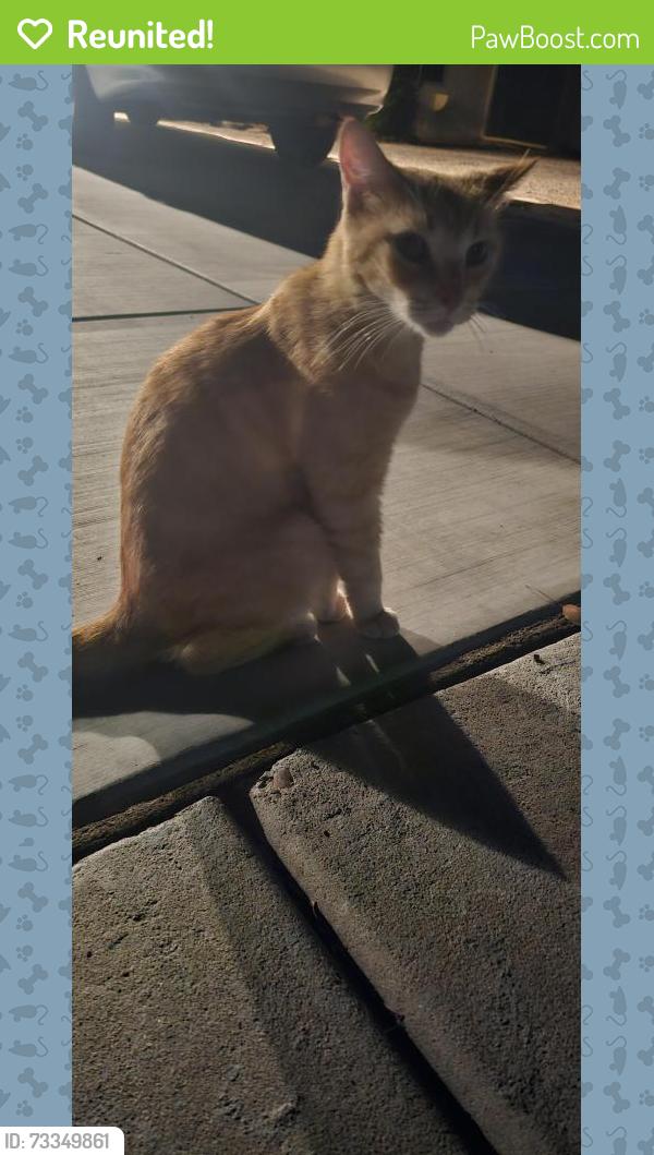 Reunited Male Cat last seen 39th ave and Sweetwater, Phoenix, AZ 85029