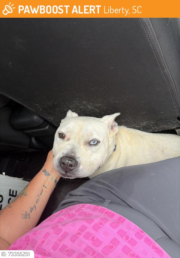 Found/Stray Male Dog last seen Breazeale rd and highway 178, Liberty, SC 29657
