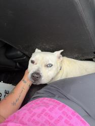 Found/Stray Male Dog last seen Breazeale rd and highway 178, Liberty, SC 29657