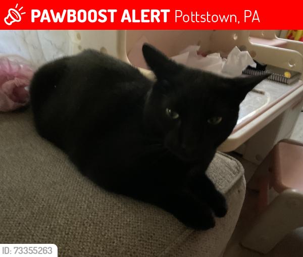 Lost Male Cat last seen State and Johnson, Pottstown, PA 19464