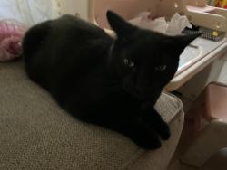 Lost Male Cat last seen State and Johnson, Pottstown, PA 19464